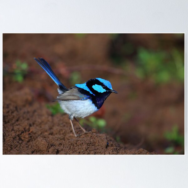 Item preview, Superb Fairy Wren designed and sold by Donovan Wilson.