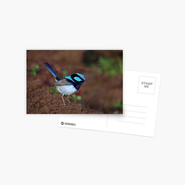 Item preview, Superb Fairy Wren designed and sold by Donovan Wilson.