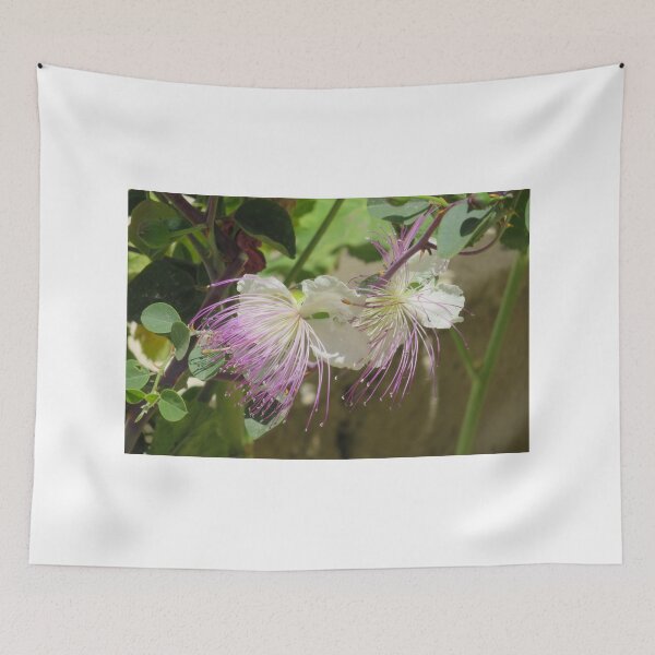 Item preview, Caper flower designed and sold by ana dawani.