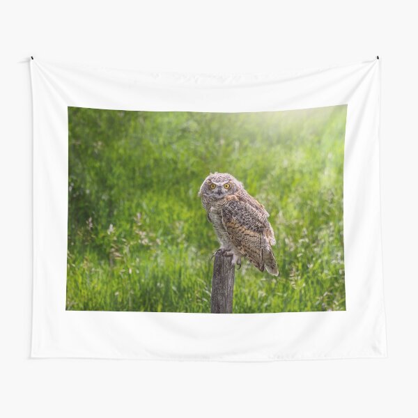 Baby Great Horned Owl Tapestry