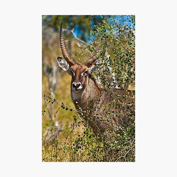 Artikelvorschau, Territorial Male Waterbuck  entworfen und verkauft von Out there! Photography.