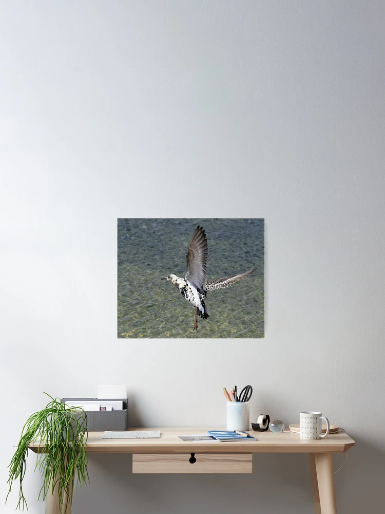 Thumbnail 2 of 3, Poster, Flight Of The Ruff designed and sold by snapdecisions.
