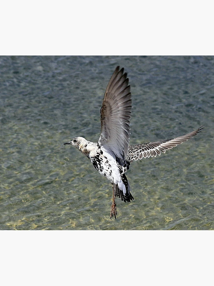 Thumbnail 3 of 3, Poster, Flight Of The Ruff designed and sold by snapdecisions.