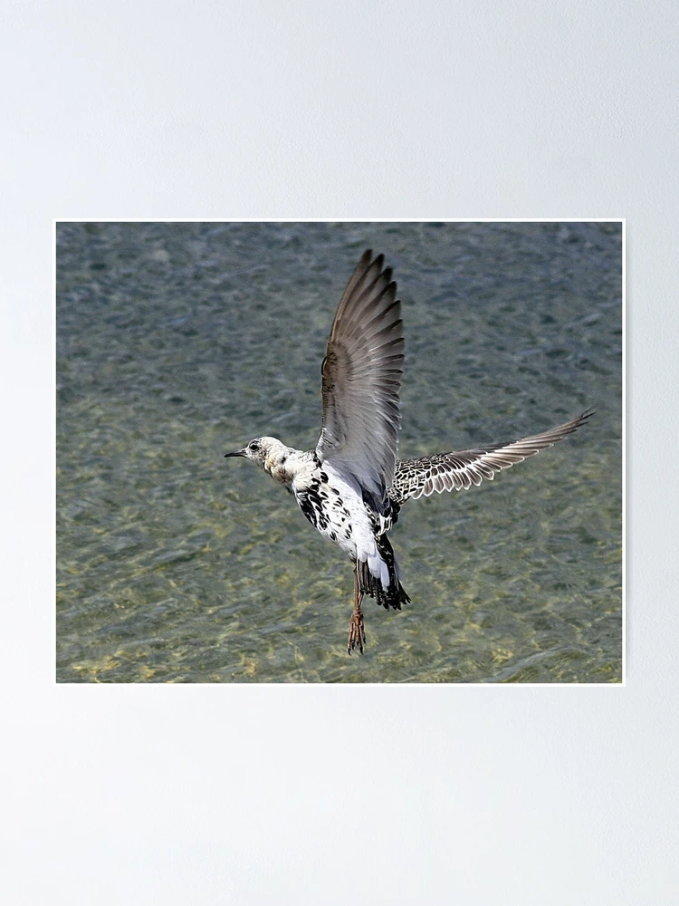 Thumbnail 1 of 3, Poster, Flight Of The Ruff designed and sold by snapdecisions.
