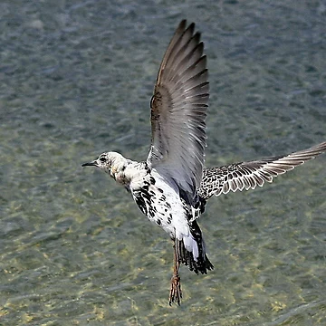 Artwork thumbnail, Flight Of The Ruff by snapdecisions