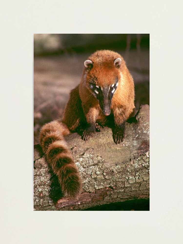 Alternate view of A study in coati Photographic Print