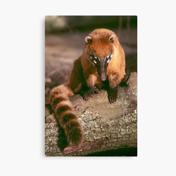 A study in coati Canvas Print