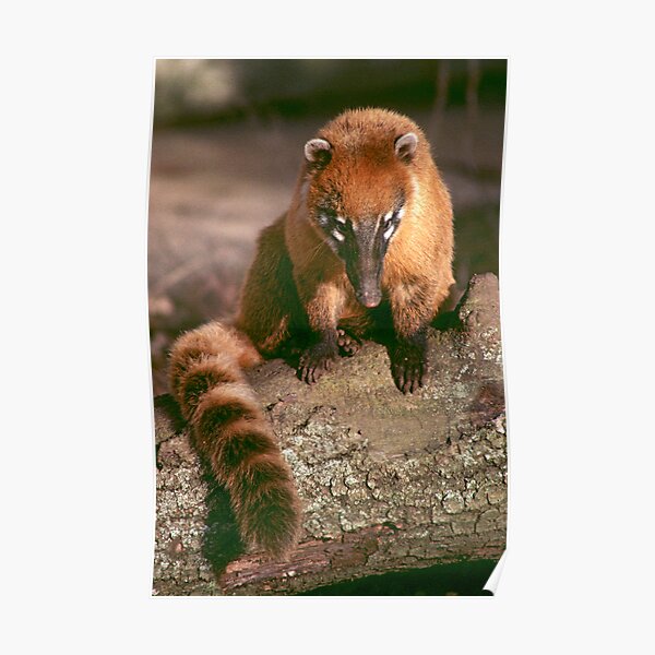 A study in coati Poster