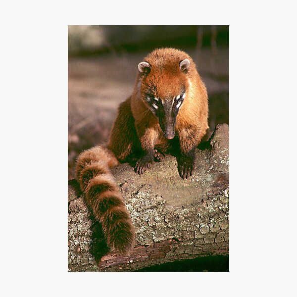 A study in coati Photographic Print