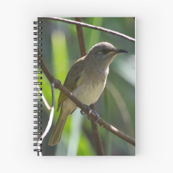 Artikelvorschau, Juvenile Brown Honeyeater entworfen und verkauft von TGrowden.