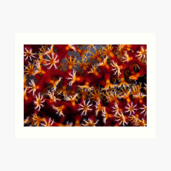 Animal flowers Art Print