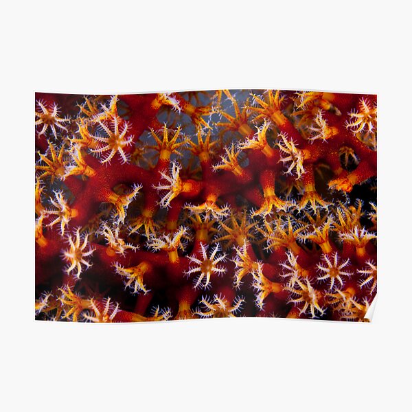 Animal flowers Poster