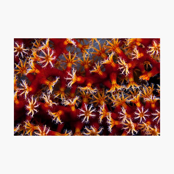 Animal flowers Photographic Print