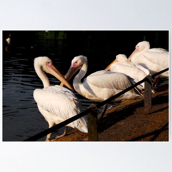 Item preview, Perfectly Poised Pelicans designed and sold by Vanessa  Warren.