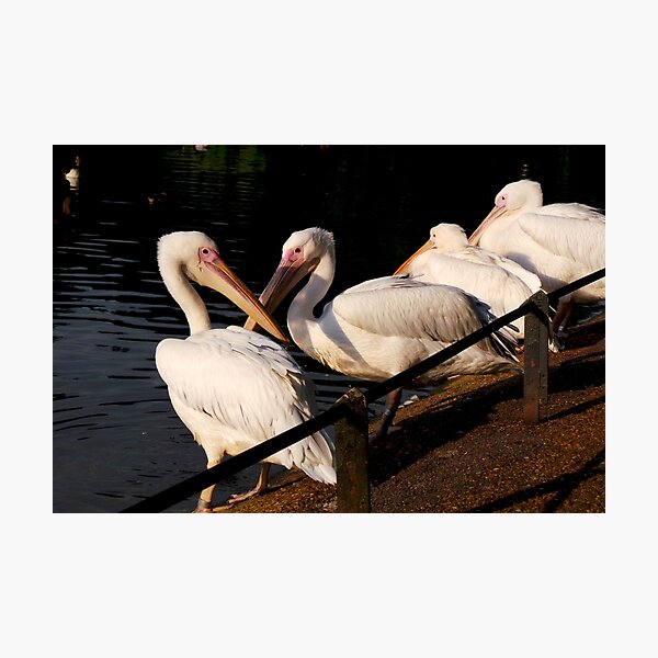 Item preview, Perfectly Poised Pelicans designed and sold by Vanessa  Warren.