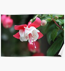*FUSCHIA* Poster