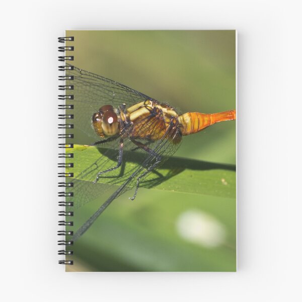 Artikelvorschau, Dragonfly entworfen und verkauft von TGrowden.