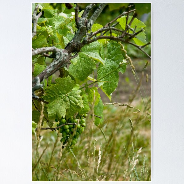 Item preview, Do the Grape Vine designed and sold by sshhoirtt.