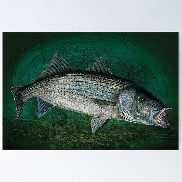 Striped Bass Fishing Art Prints Wall Mural