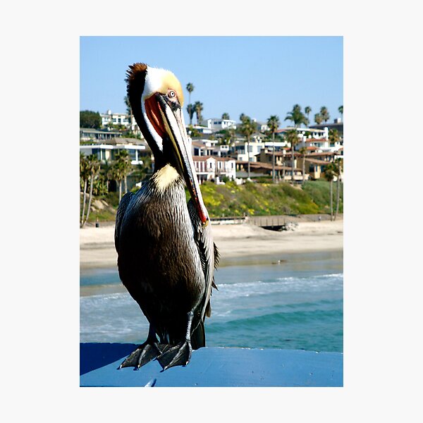 Item preview, Orange County Wildlife  designed and sold by Julie Masters.