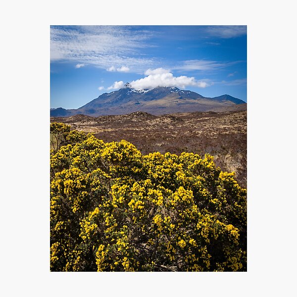 Gorse on the Isle of Skye, Scotland Photographic Print