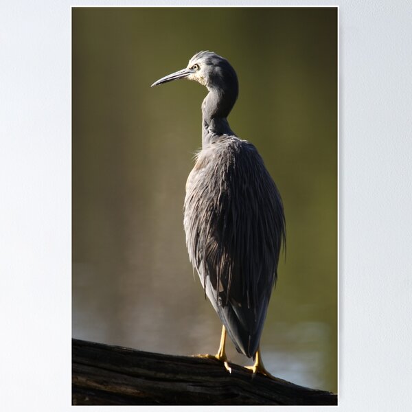 Item preview, White Faced Heron designed and sold by Gary Davey.