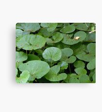 Ground Cover Leinwanddruck