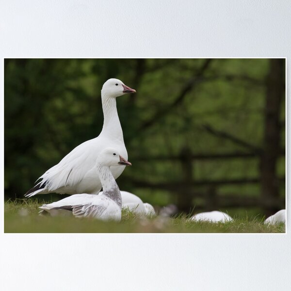 Item preview, Snow Goose designed and sold by LaurenTucker.