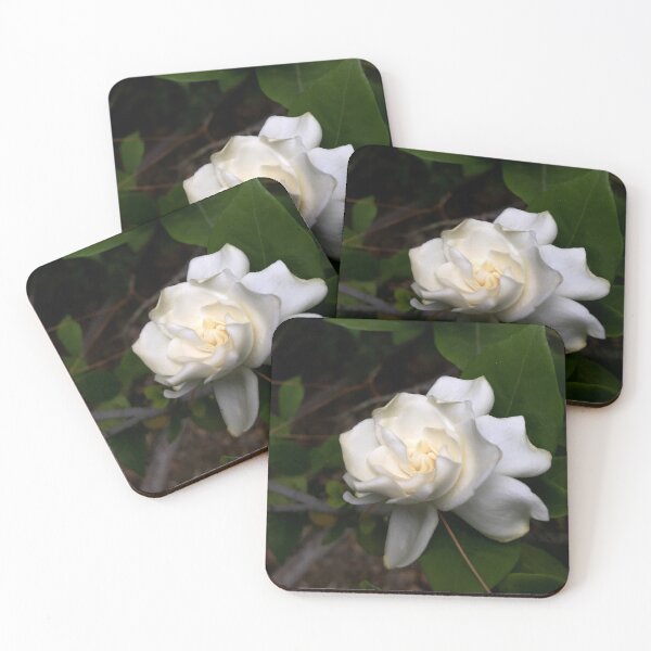 Item preview, Gardenia Blossom from A Gardener's Notebook designed and sold by Douglas E. Welch Design and Photography.