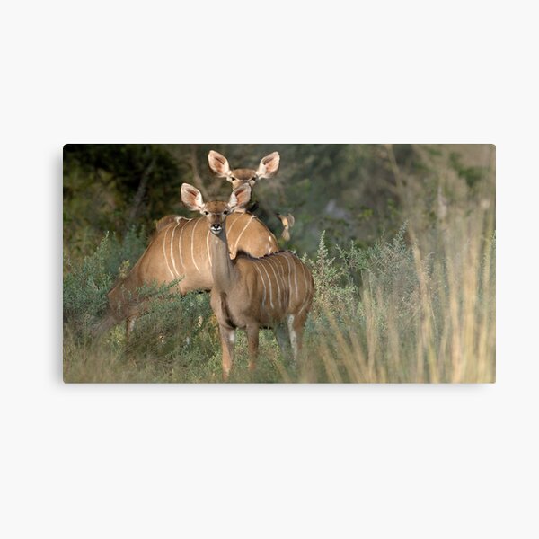 Greater Kudu Impression métallique