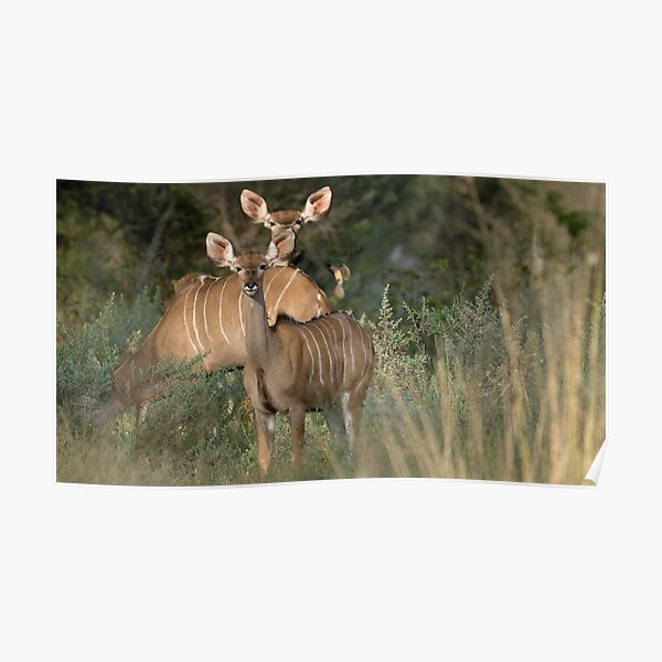 Greater Kudu Poster