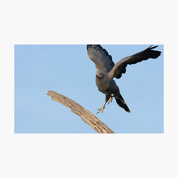 Item preview, African Harrier Hawk designed and sold by Yves Roumazeilles (Wild Focus).