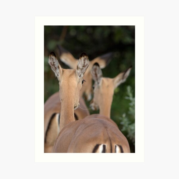 Impala, leaving but listening Art Print