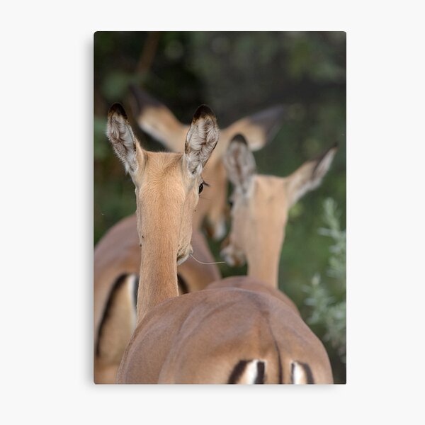 Impala, leaving but listening Metal Print