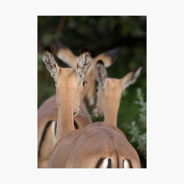 Impala, leaving but listening Photographic Print
