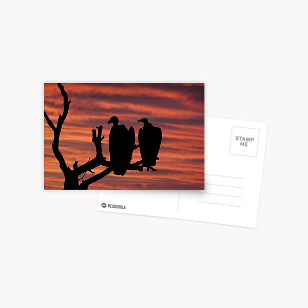 Waiting Vultures Postcard