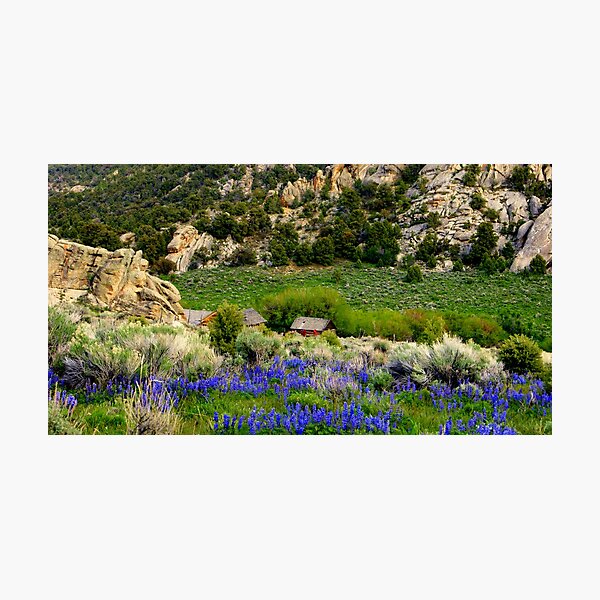 Secret Wilderness Photographic Print