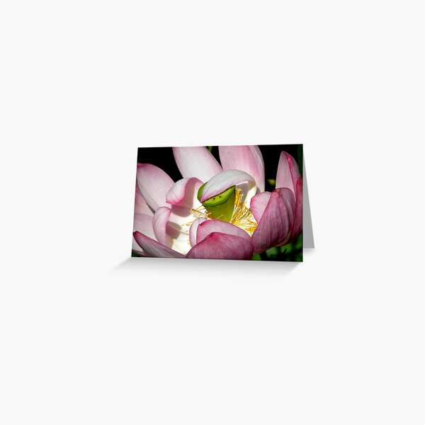 Lotus Vail Greeting Card