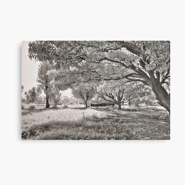 Walkway in the shadow of mango trees & India Metal Print