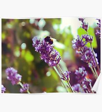 Bumble Blossom Poster