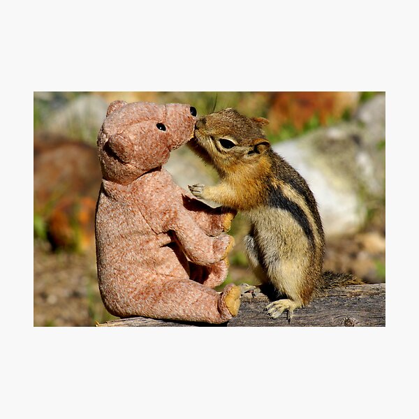 Jasper Like Likes Bear Photographic Print