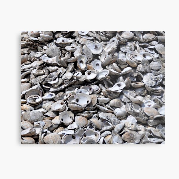 Shells Metal Print