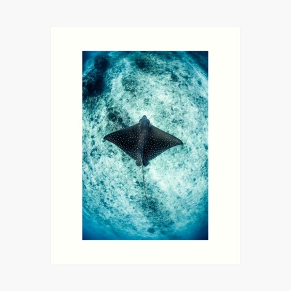 Item preview, Eagle Ray  designed and sold by Jesshaddenphoto.