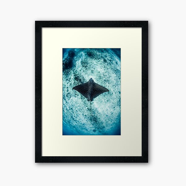 Item preview, Eagle Ray  designed and sold by Jesshaddenphoto.