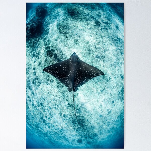 Item preview, Eagle Ray  designed and sold by Jesshaddenphoto.