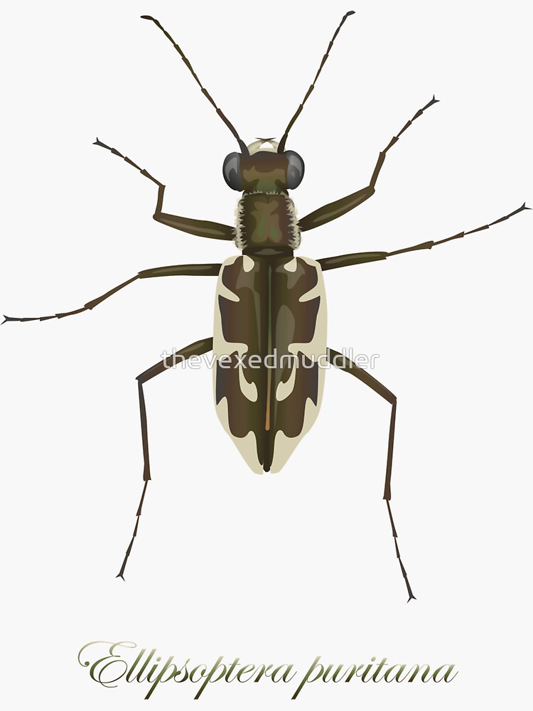 Puritan tiger beetle, Ellipsoptera puritana by thevexedmuddler