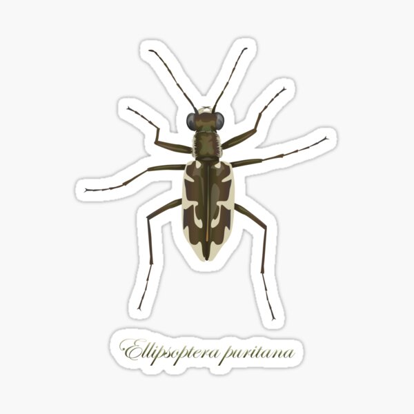 Puritan tiger beetle, Ellipsoptera puritana Sticker
