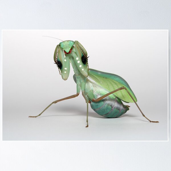Item preview, giant asian mantis threat pose female adult designed and sold by Scott Thompson.