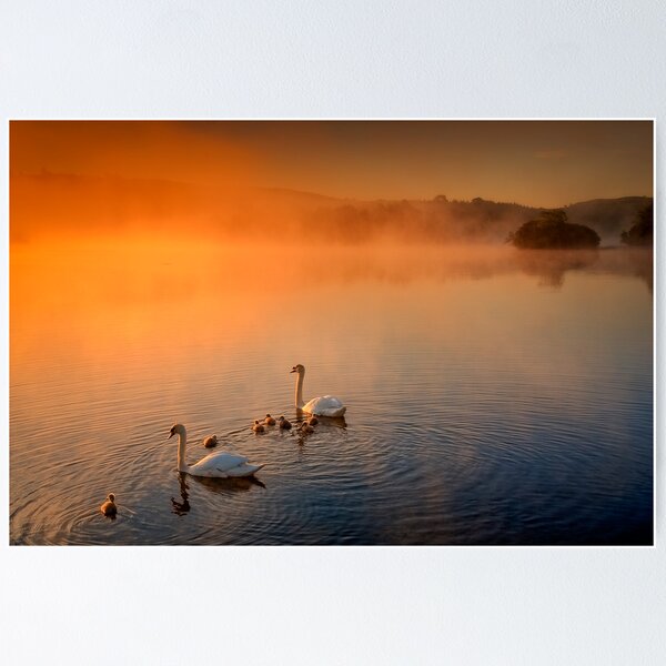 Item preview, Sunny morning swim... designed and sold by David Mould.