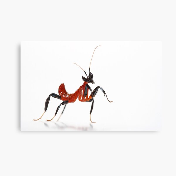 newly born hatchling orchid mantis 1st instar Metal Print